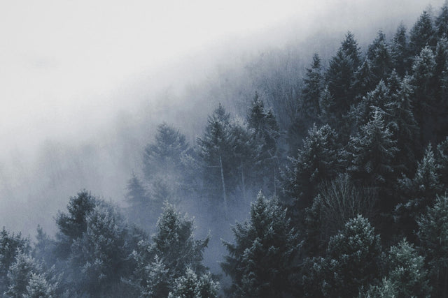 A misty winter forest with evergreen trees covered in frost, fading into the foggy background.