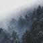 A misty winter forest with evergreen trees covered in frost, fading into the foggy background.