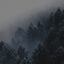 A misty winter forest with evergreen trees covered in frost, fading into the foggy background.